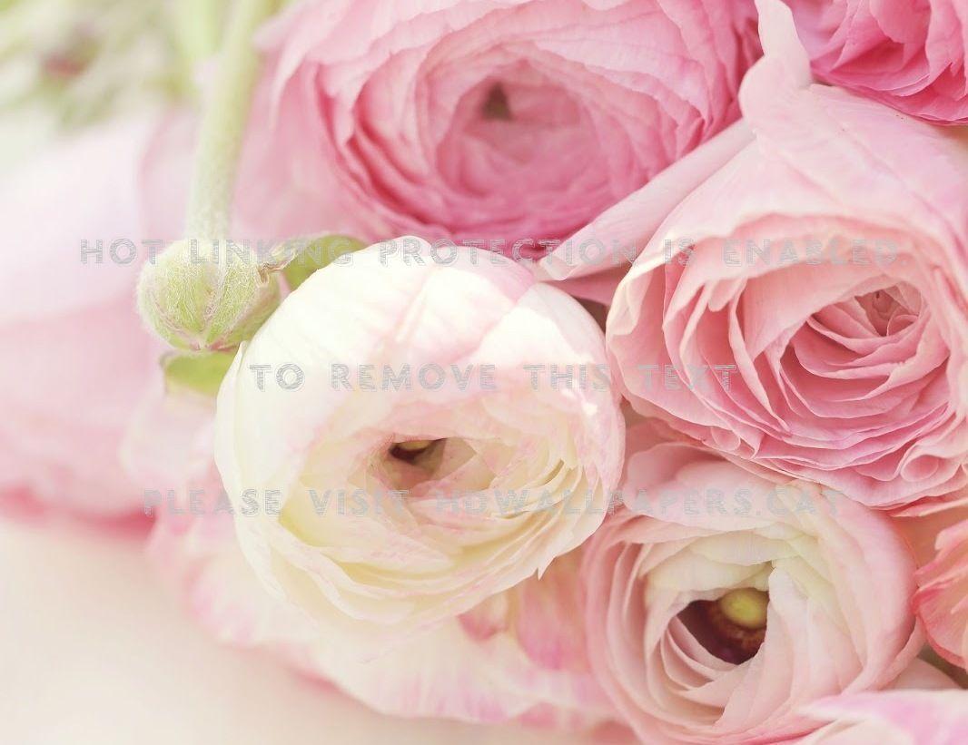 Ranunculus Wallpapers - Top Free Ranunculus Backgrounds - WallpaperAccess