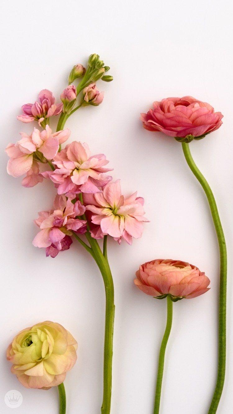 Ranunculus Wallpapers - Top Free Ranunculus Backgrounds - WallpaperAccess