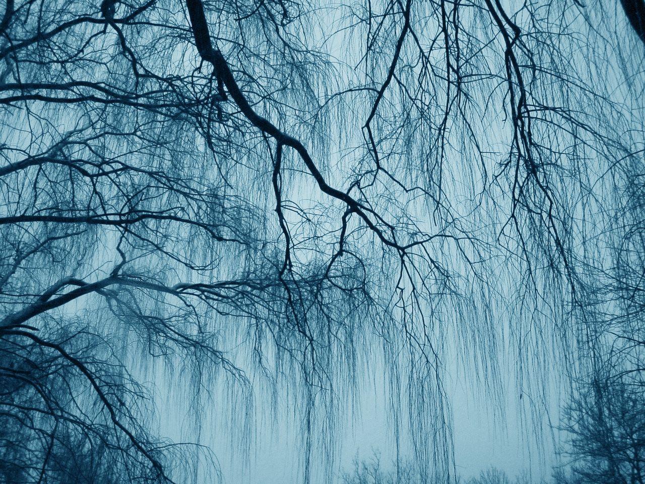 1280x960 Free download Weeping Willow Wallpaper [1280x960] for your Desktop, Mobile & Tablet. Explore Weeping Willow Wallpaper. Willow Tree Wallpaper