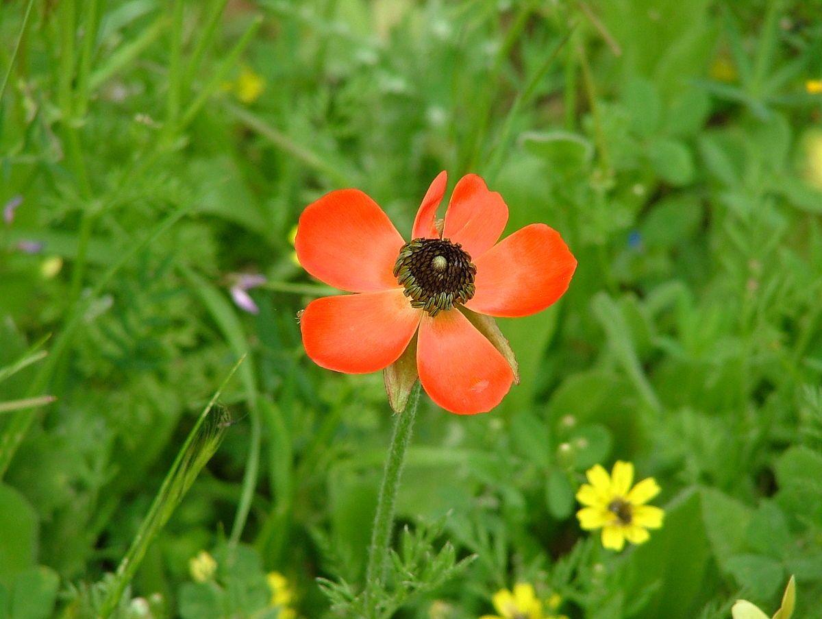 1200x903 Ranunculus asiaticus