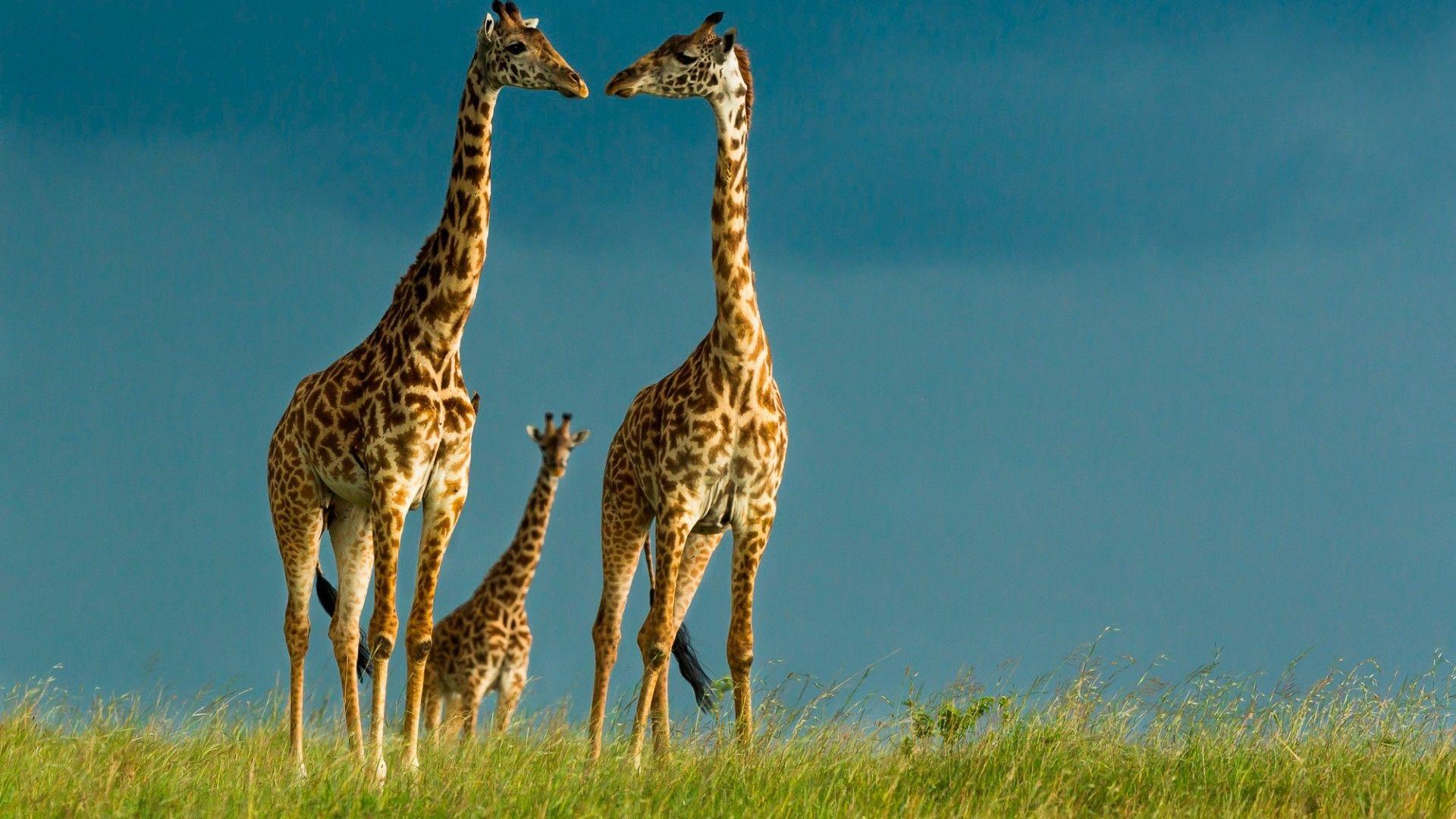 1920x1080 Giraffe Desktop