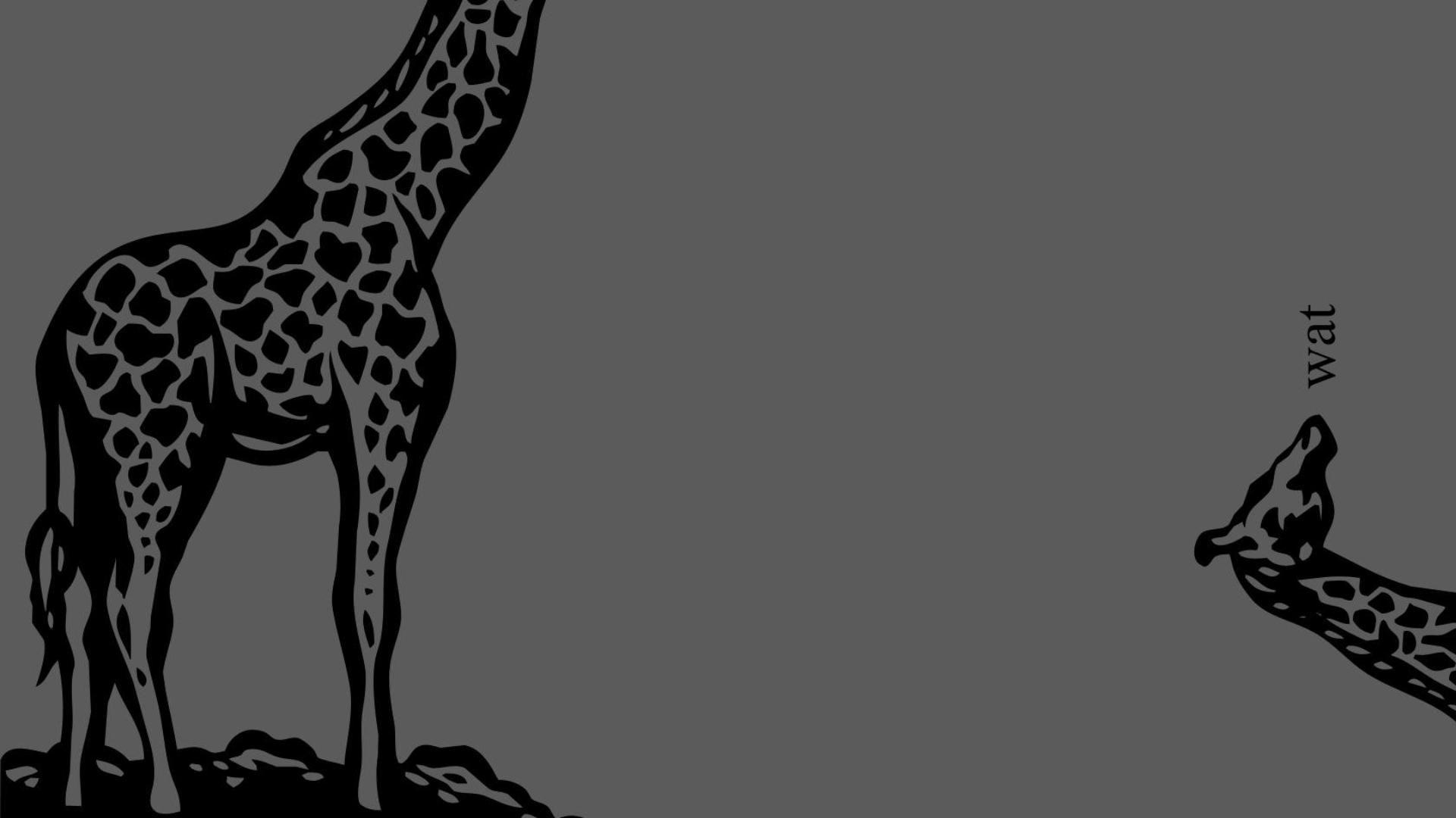 1920x1080 wat #Giraffe [Humour] #desktop #wallpaper #funny. Giraffe