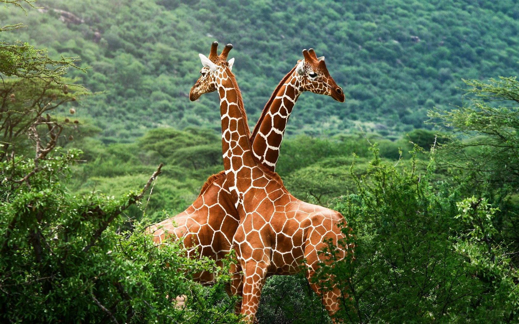 1680x1050 Giraffe wallpaper 1680x1050 desktop background