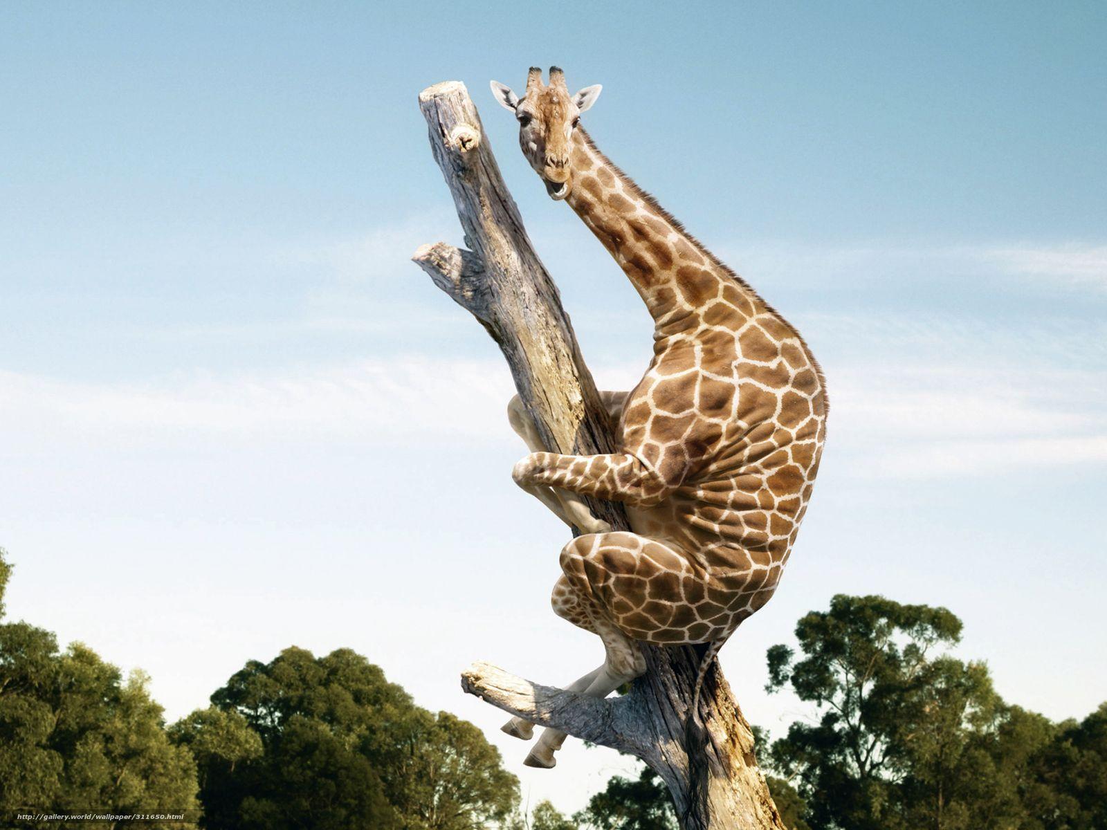 1600x1200 Download wallpaper animals, giraffe, funny free desktop wallpaper