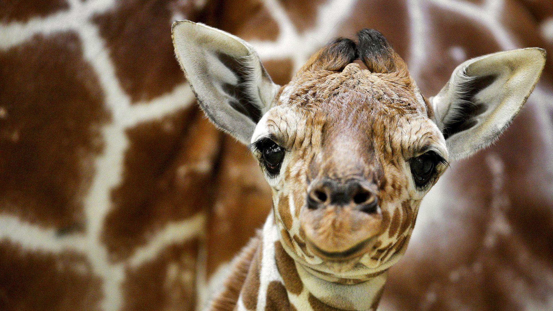 1920x1080 Giraffe Desktop Background Wallpaper × Giraffe Desktop