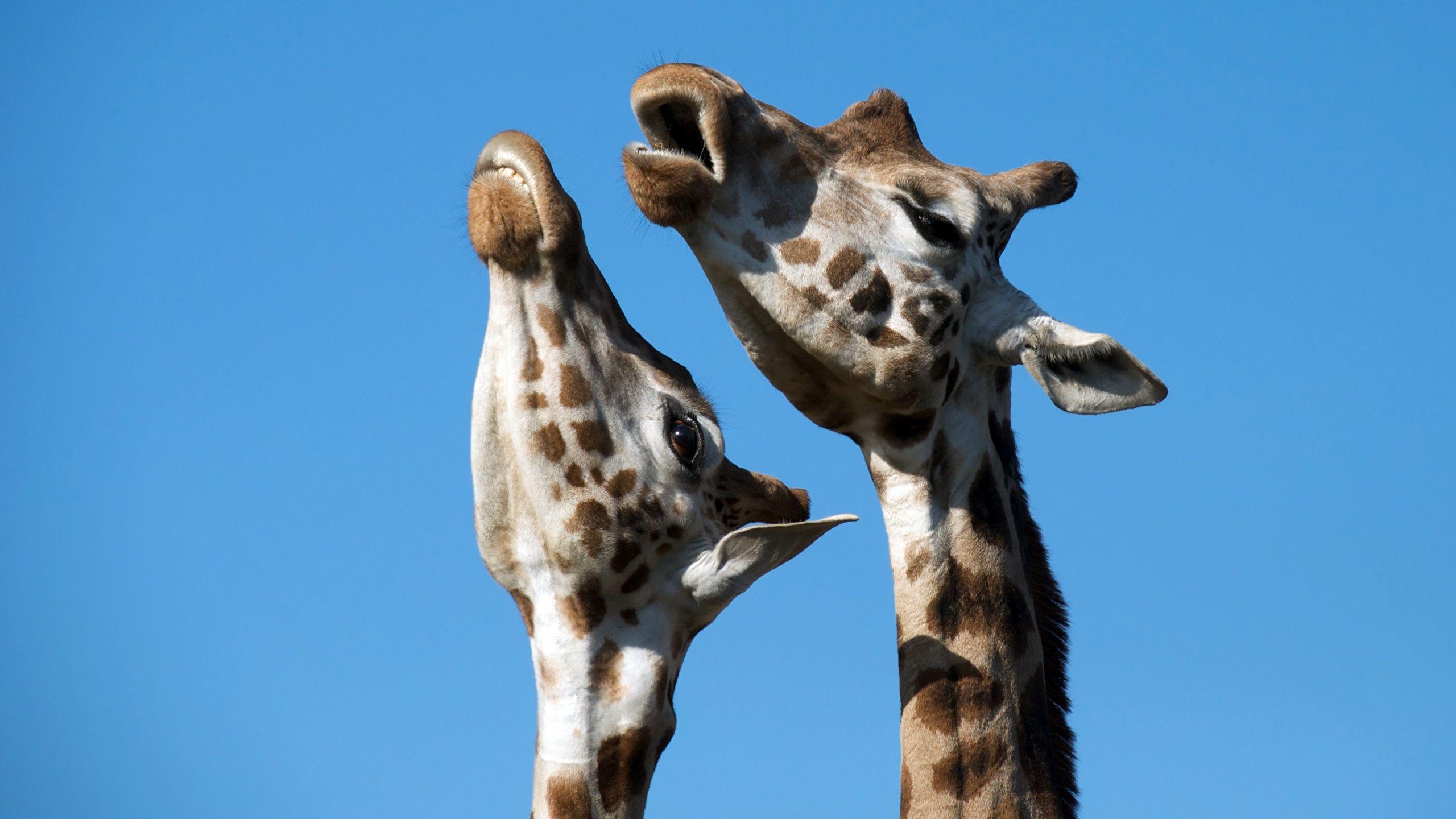 2560x1440 Desktop Wallpaper giraffe Two Head animal 2560x1440