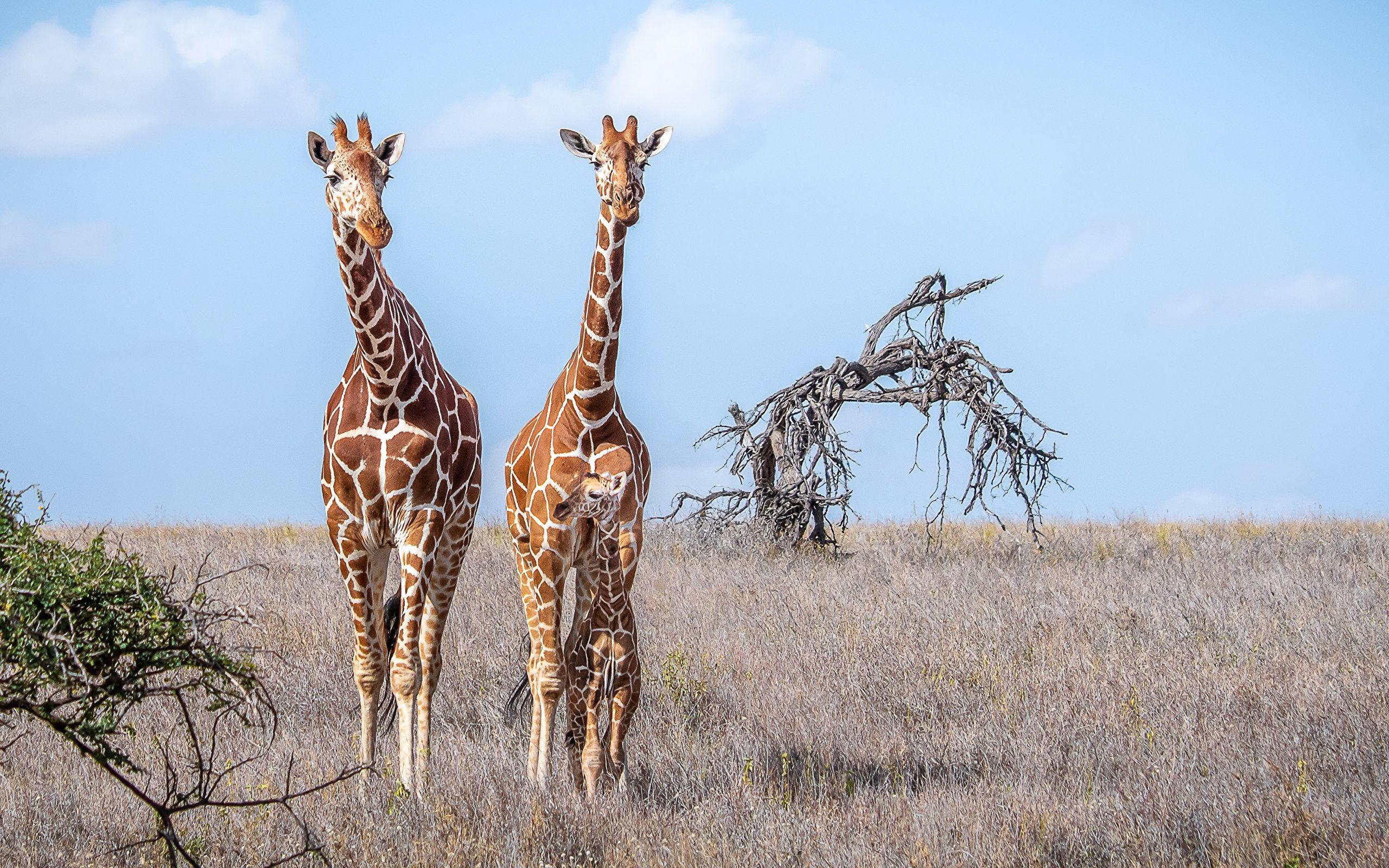 2560x1600 Desktop Wallpaper giraffe Cubs Three 3 animal 2560x1600