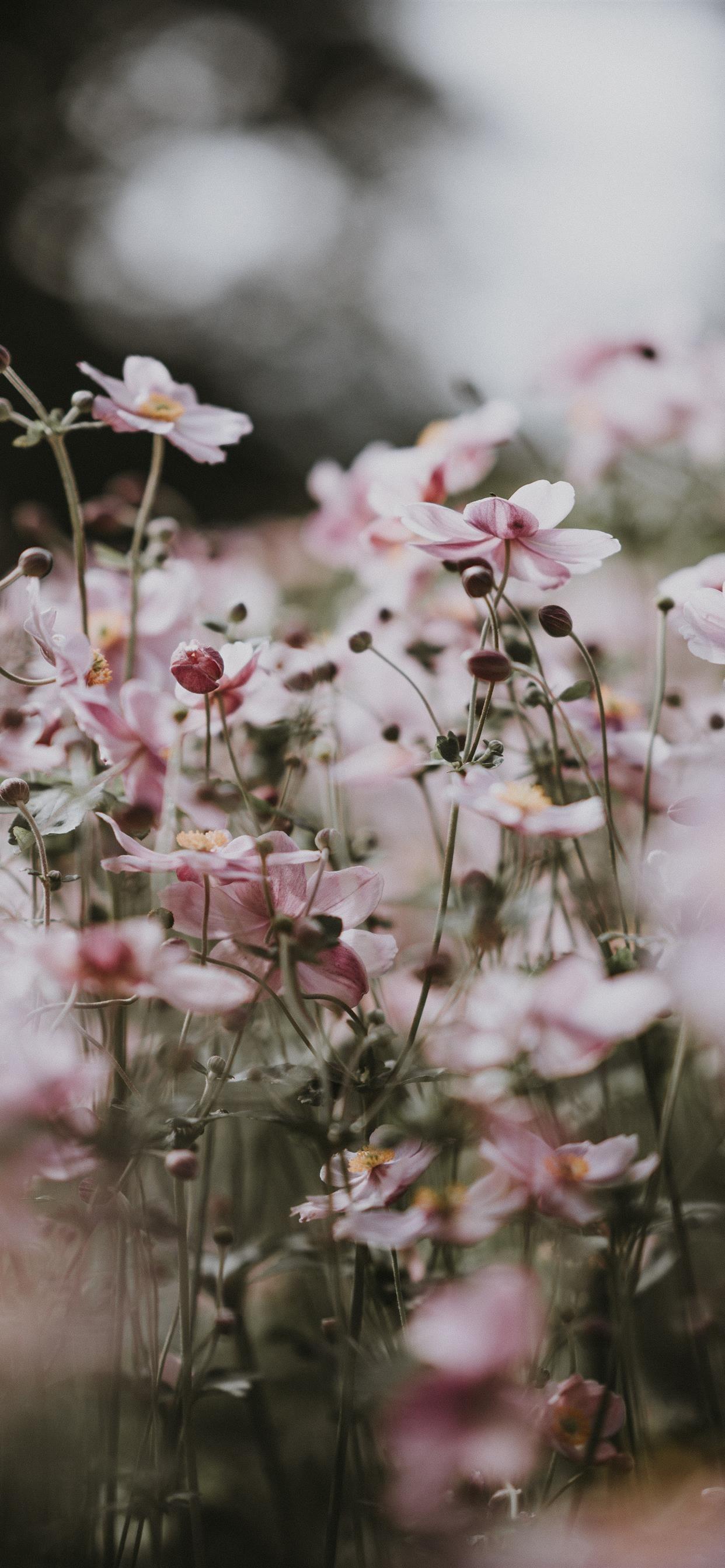 1242x2688 Pastel pink flowers iPhone 11 Wallpaper Free Download