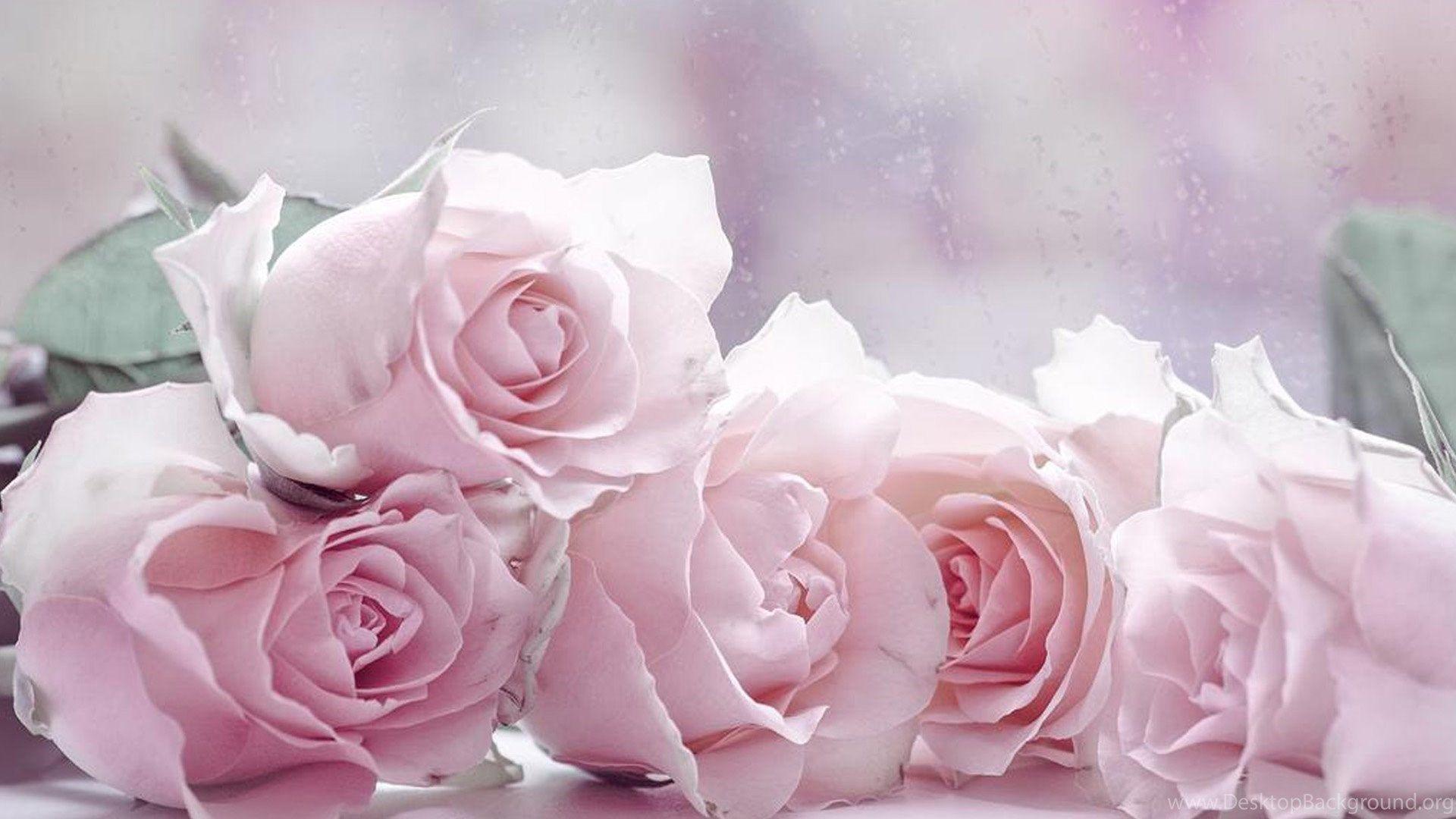 1920x1080 The Four Pastel Roses Wallpaper, Rose Flower Image, Rose