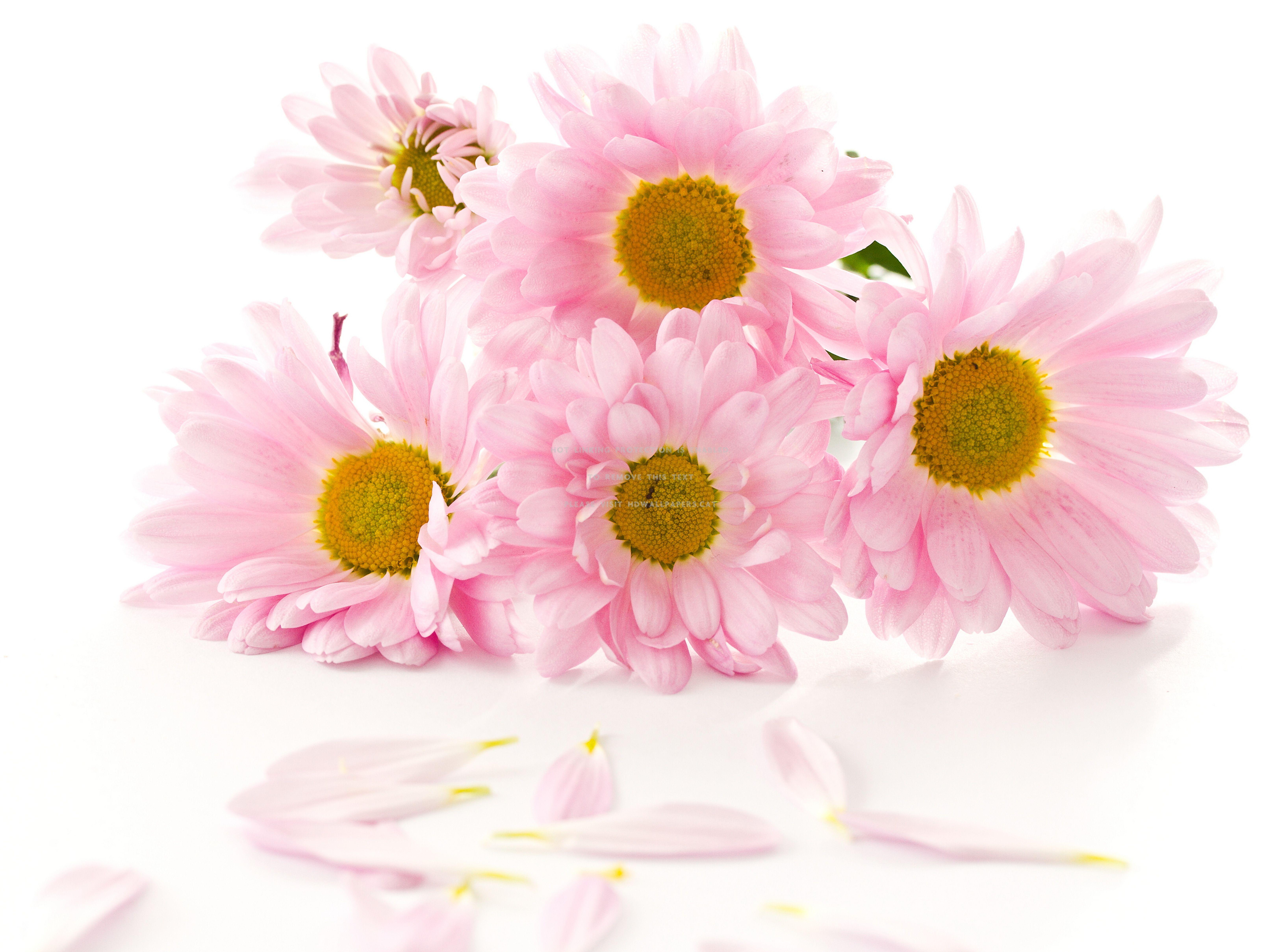 Pastel Flowers Hd Wallpapers Top Free Pastel Flowers Hd Backgrounds Wallpaperaccess 5111