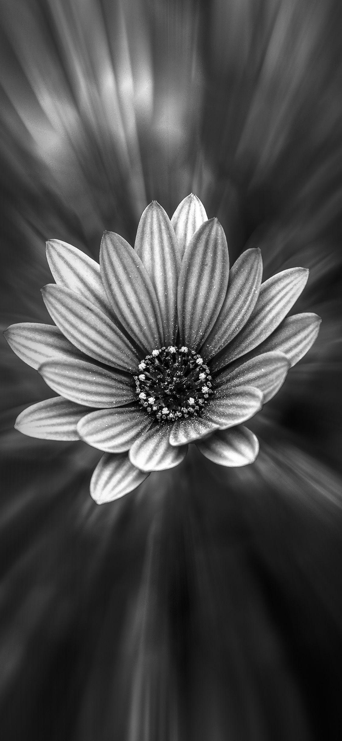 Black Flowers iPhone Wallpapers Top Free Black Flowers iPhone