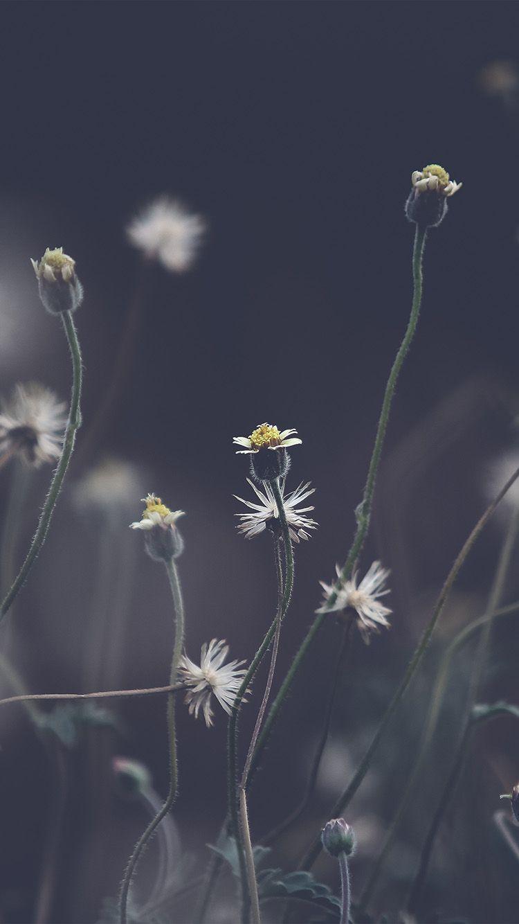 750x1334 Flower Dark Bokeh Nature Wallpaper