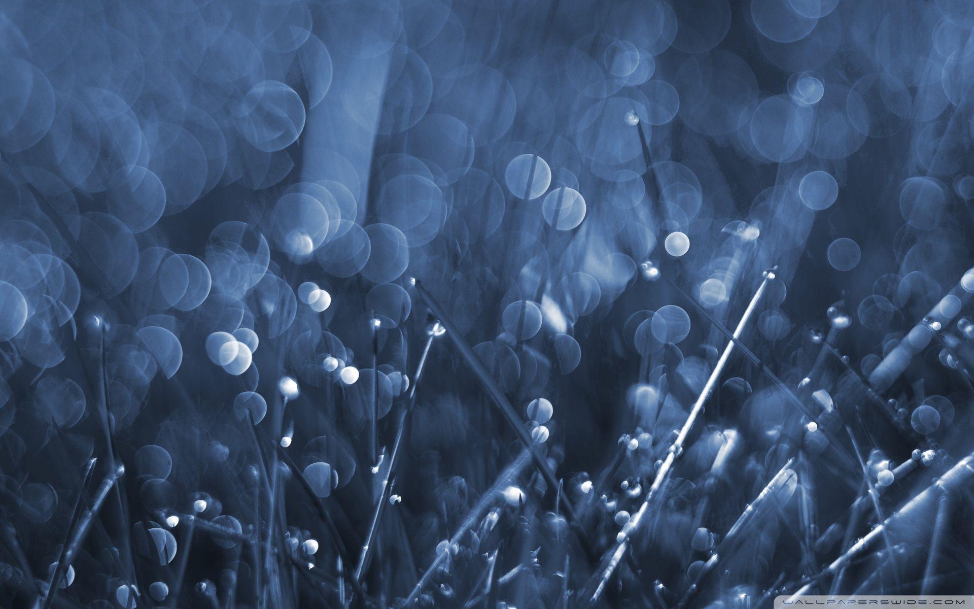 1920x1200 Blue Grass Bokeh Ultra HD Desktop Background Wallpaper for 4K UHD