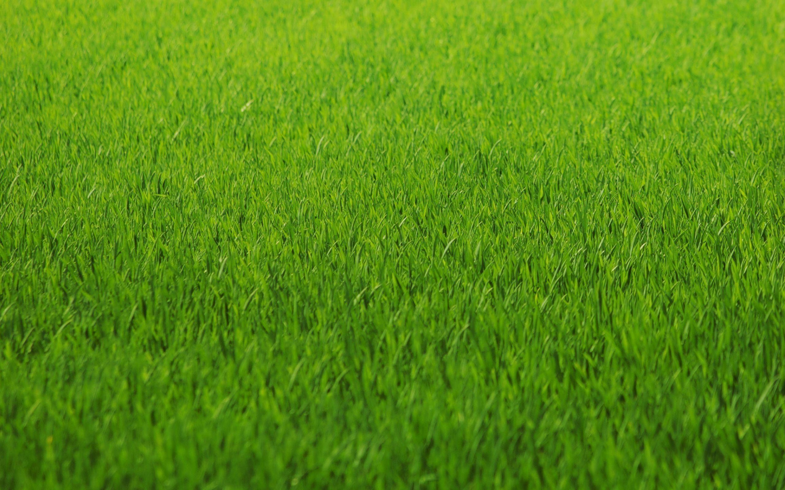 Grass Desktop Wallpapers - Top Free Grass Desktop Backgrounds