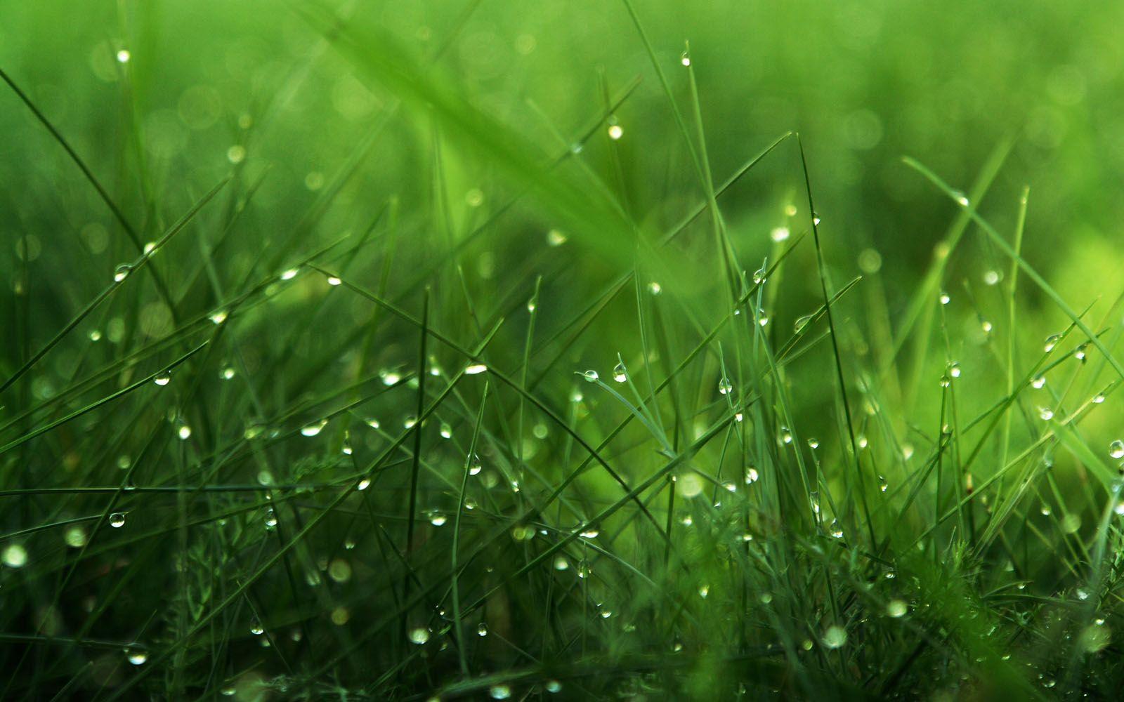 Grass Desktop Wallpapers - Top Free Grass Desktop Backgrounds ...