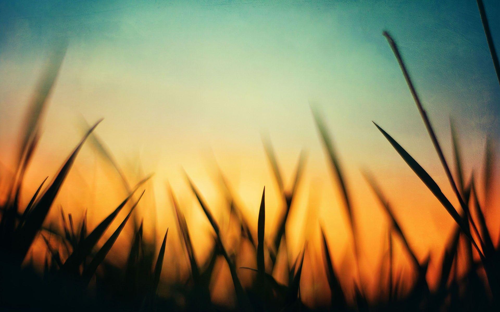 1920x1200 orange, sunset, green, grass, nature, silhouette, macro, blue