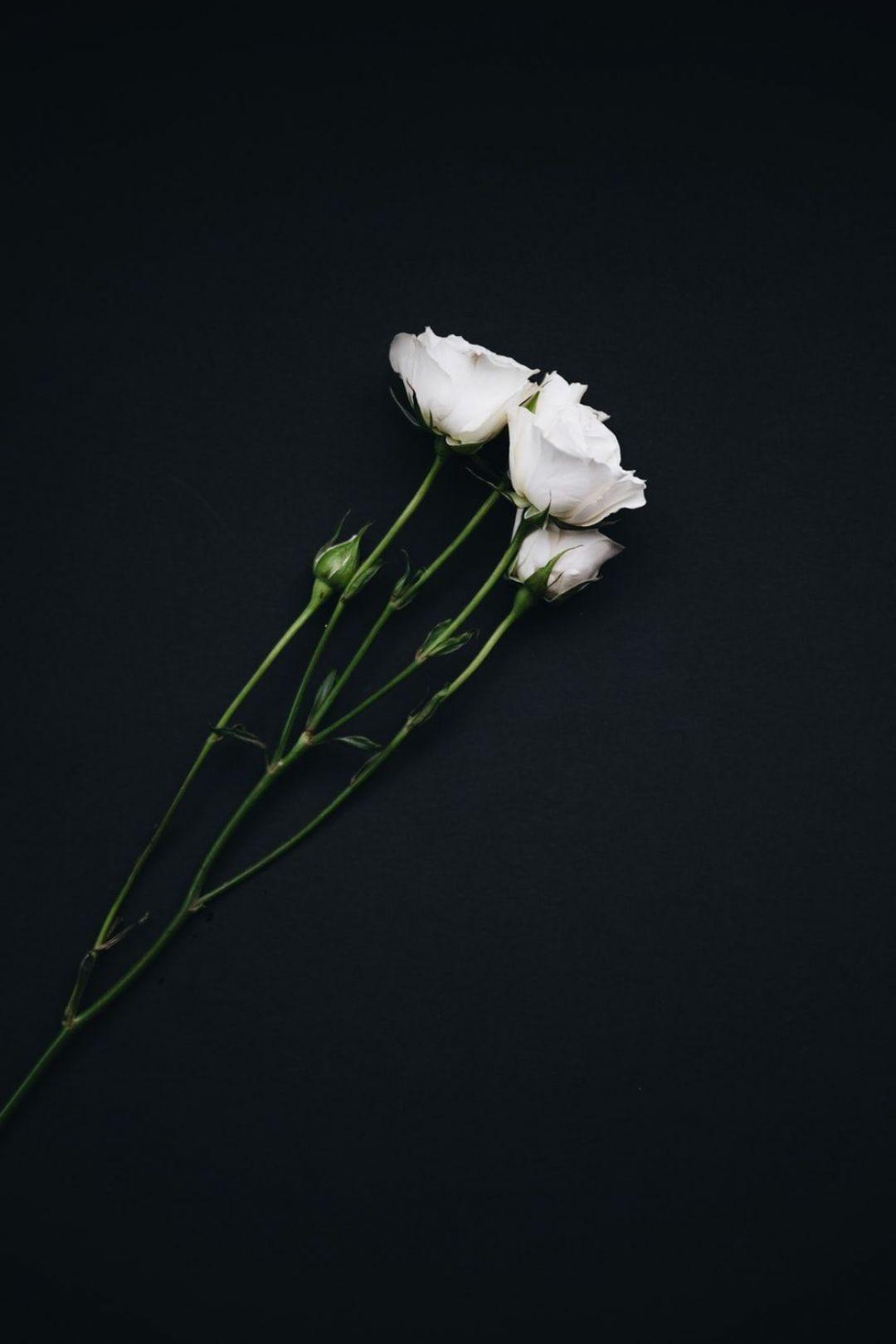 1080x1620 Black and White Flower, iPhone, Desktop HD