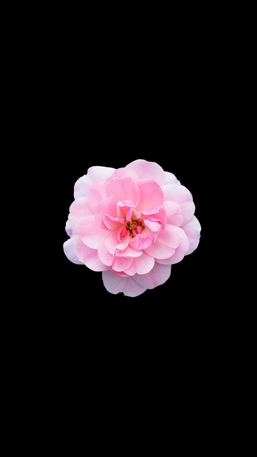 900x1600 Flower Background iPhone Roses iPhone Background
