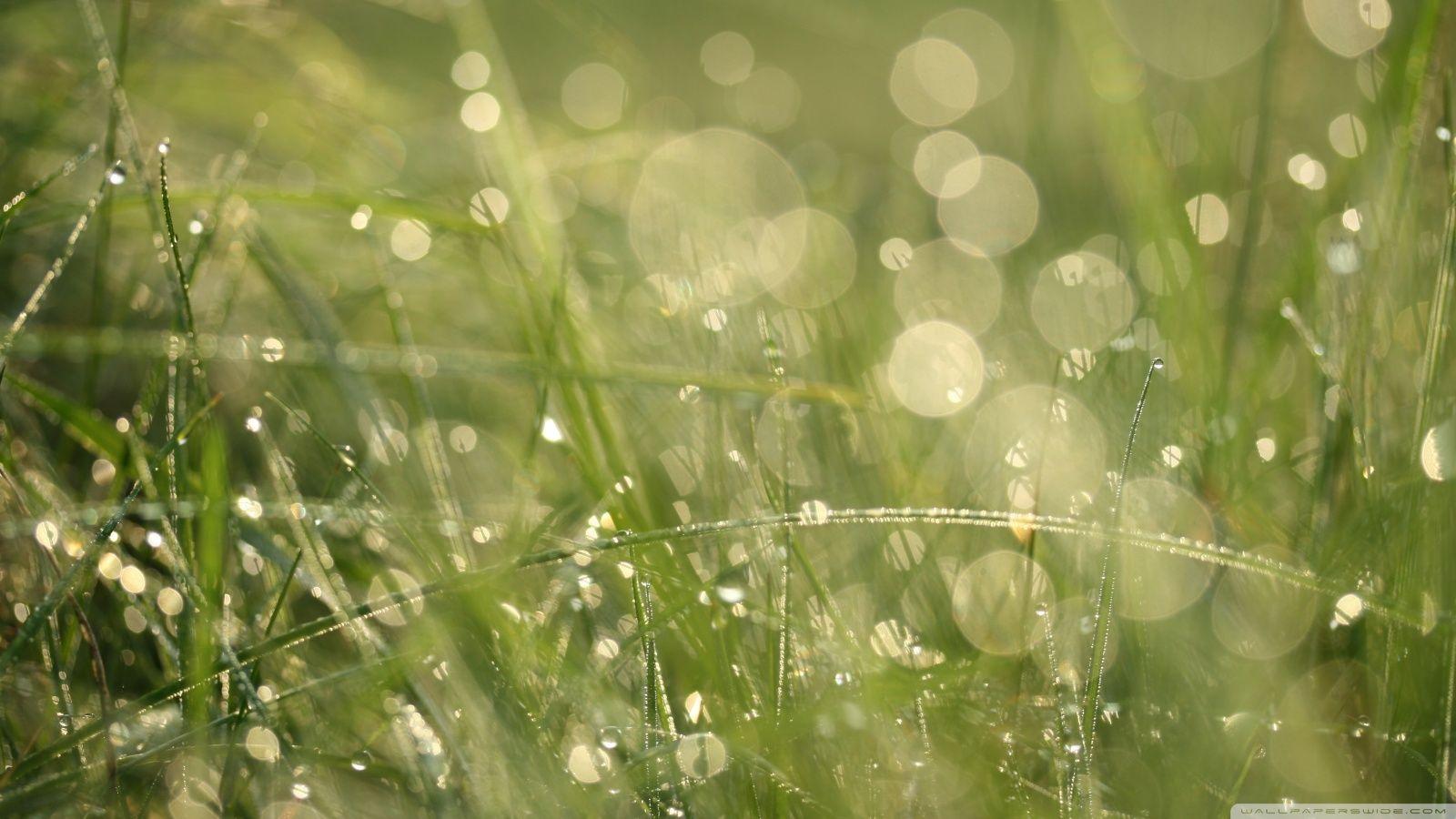 1600x900 Grass Bokeh wallpaperx900