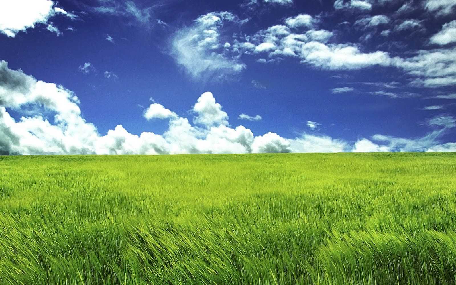 1600x1000 Best Top Desktop Green Grass Wallpaper Hd Grass Wallpaper