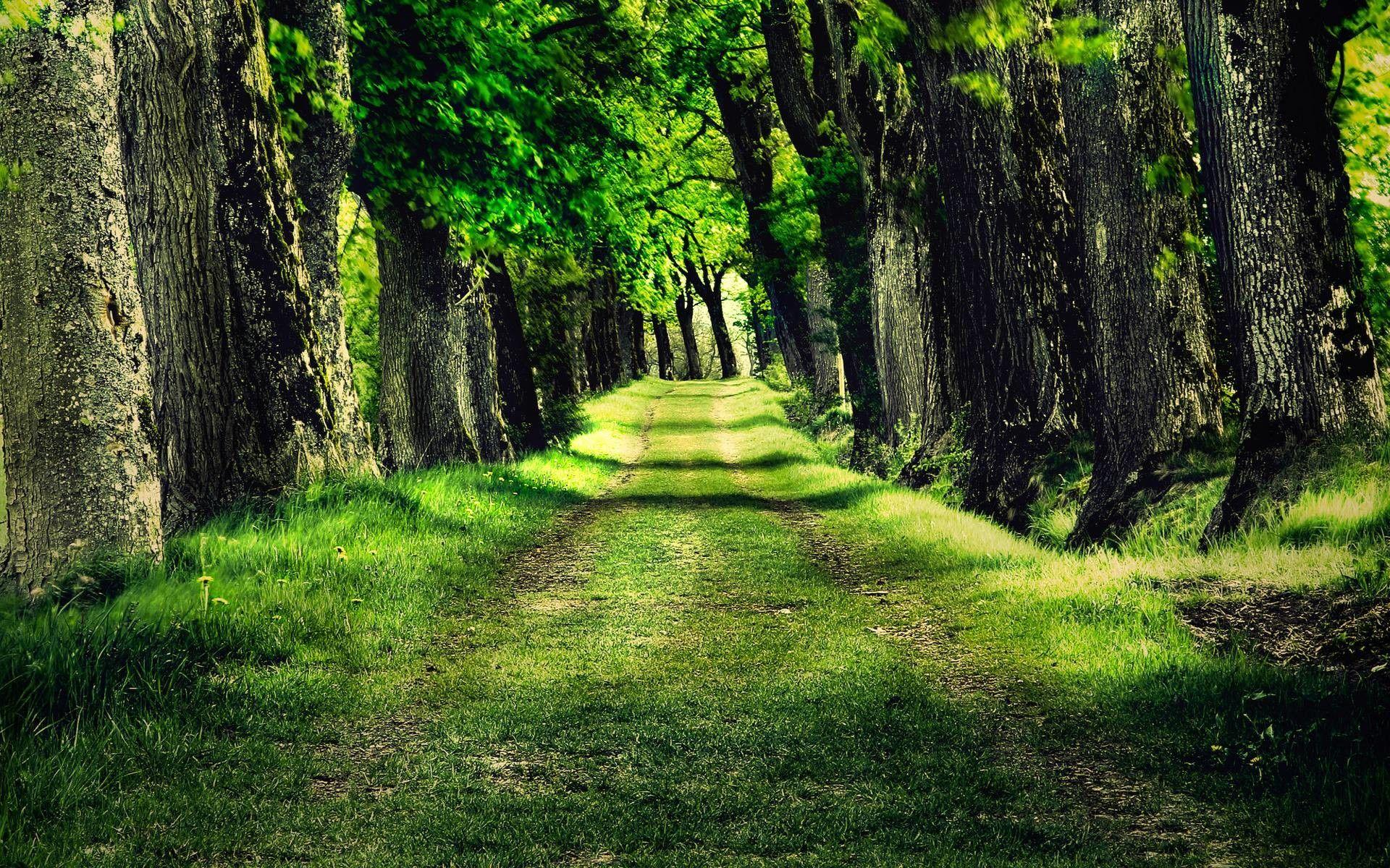 1920x1200 Desktop Wallpaper Trees