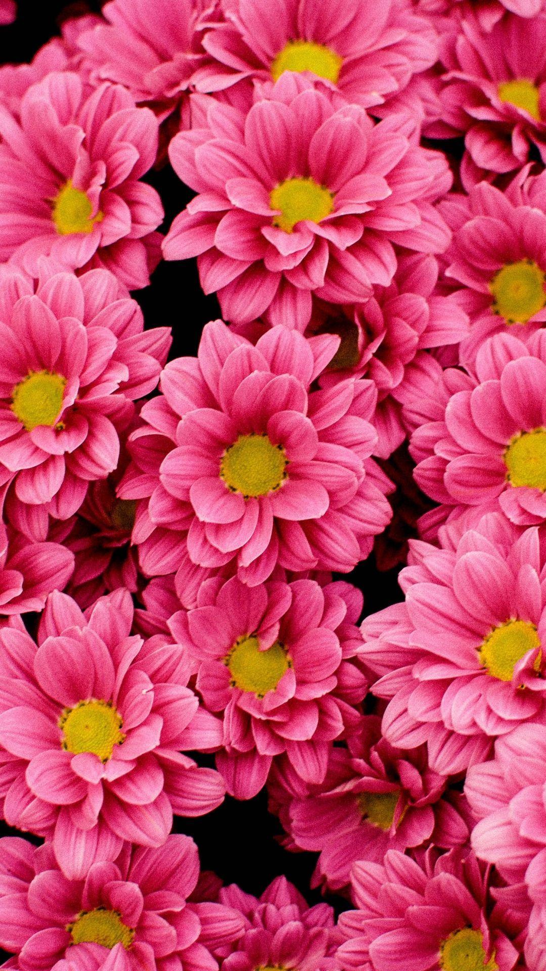 hot pink spring flowers