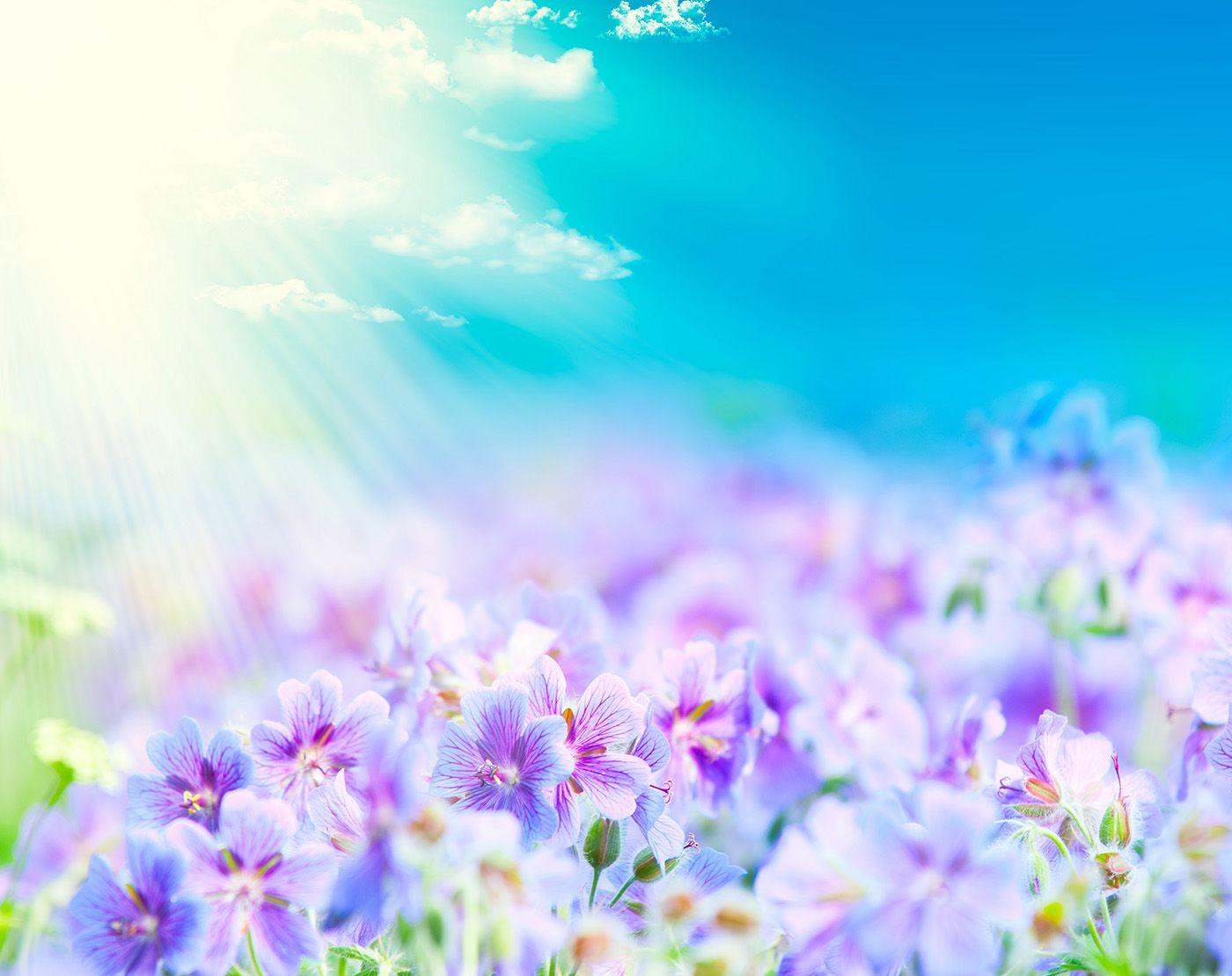 1400x1109 Blue sky with bright purple flowers 50090 Wallpaper