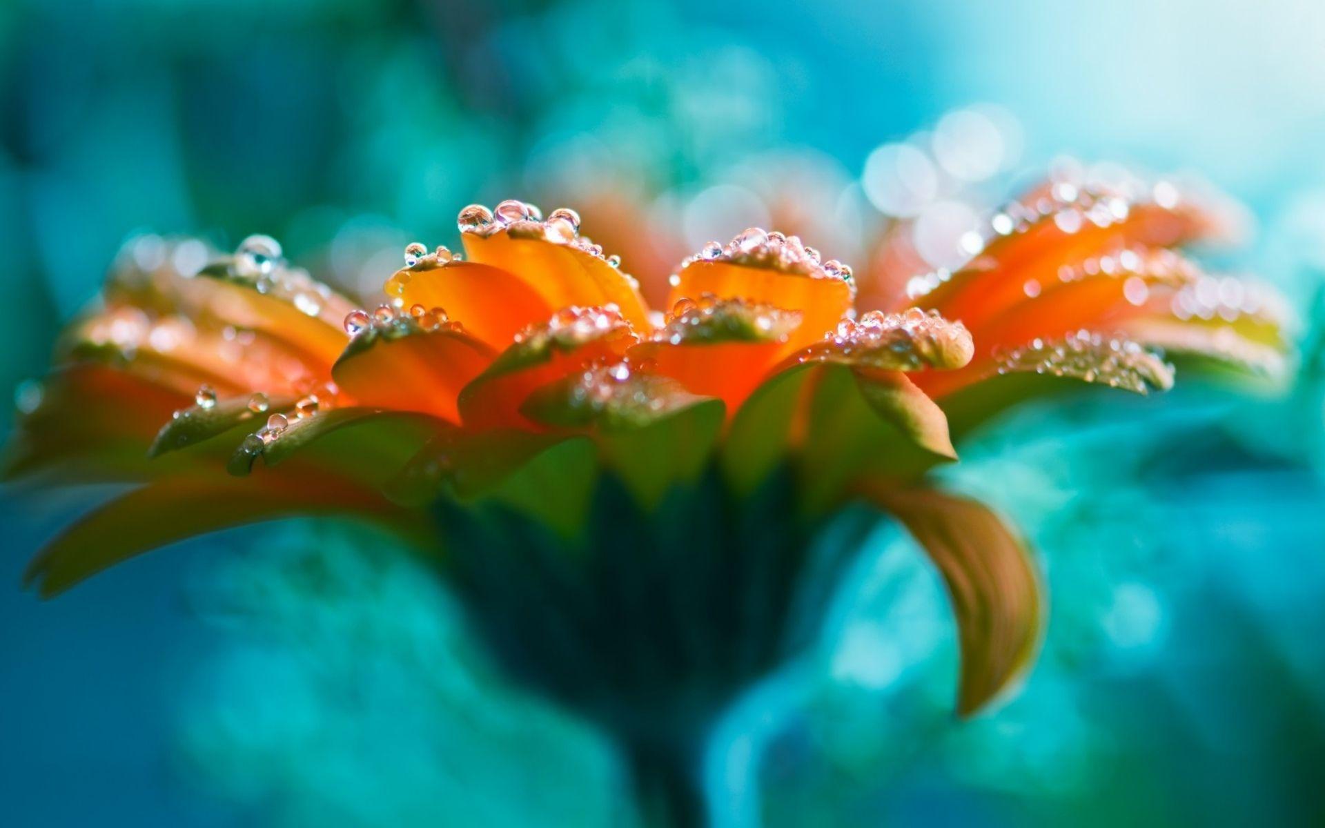 1920x1200 Amazing Bright Flowers Wallpaper