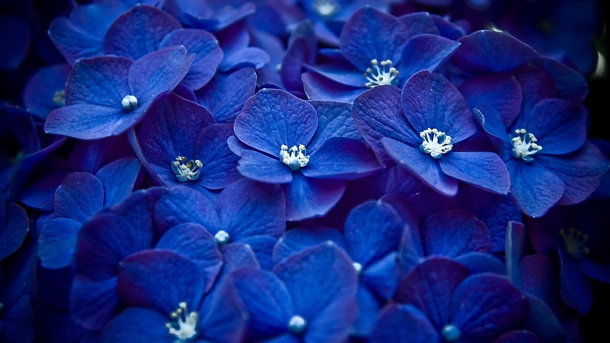 2048x1152 Free download bright blue flowers wallpaper 757750 bright flowers