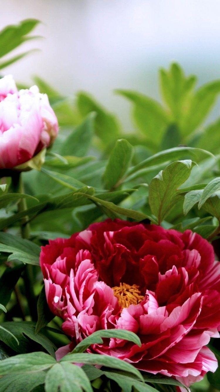 750x1334 Bright Flowers iPhone 6 Wallpaper HD 35302 iPhone 6