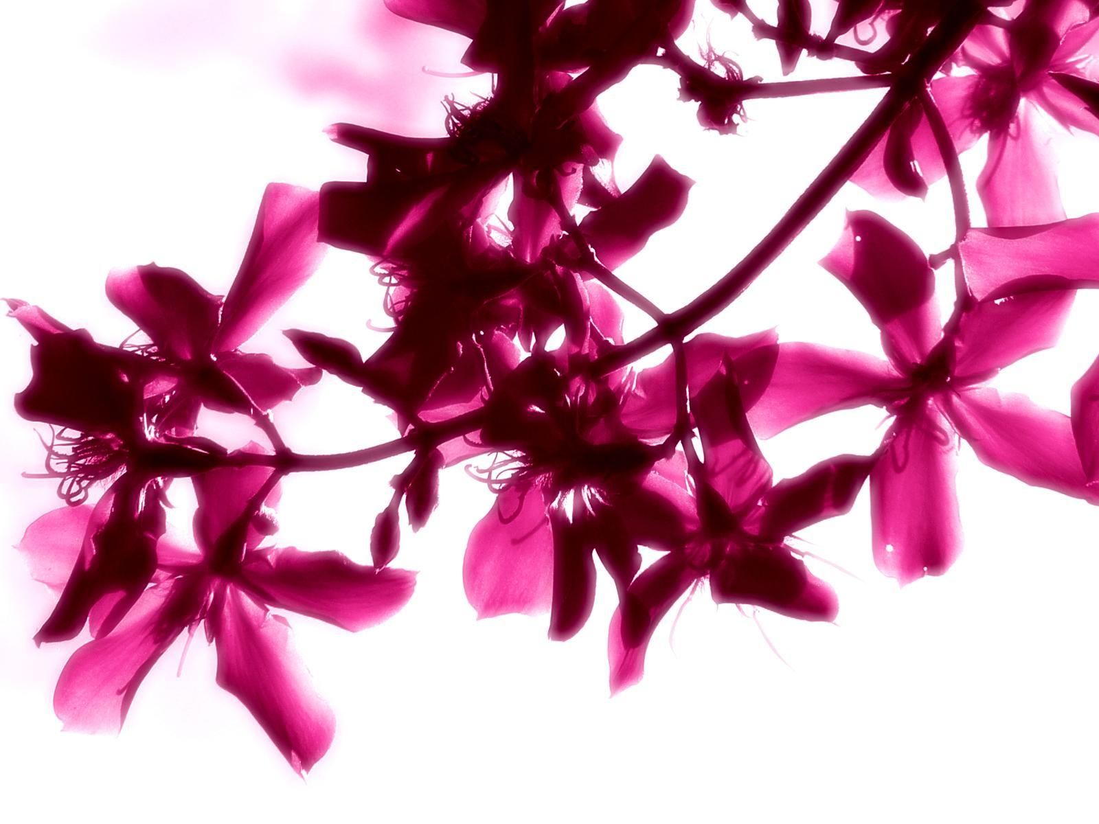 1600x1200 Beautiful Bright Flowers Wallpaper