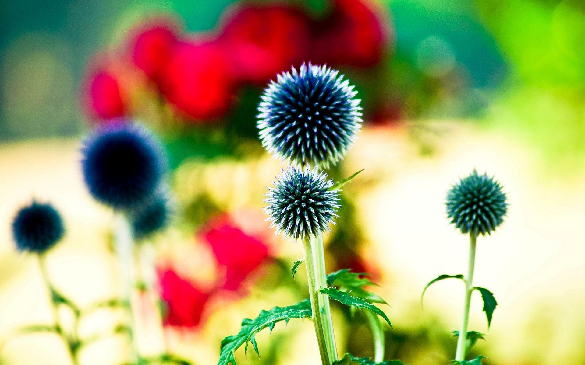1920x1200 Bright Flowers HD 35306 1920x1200px