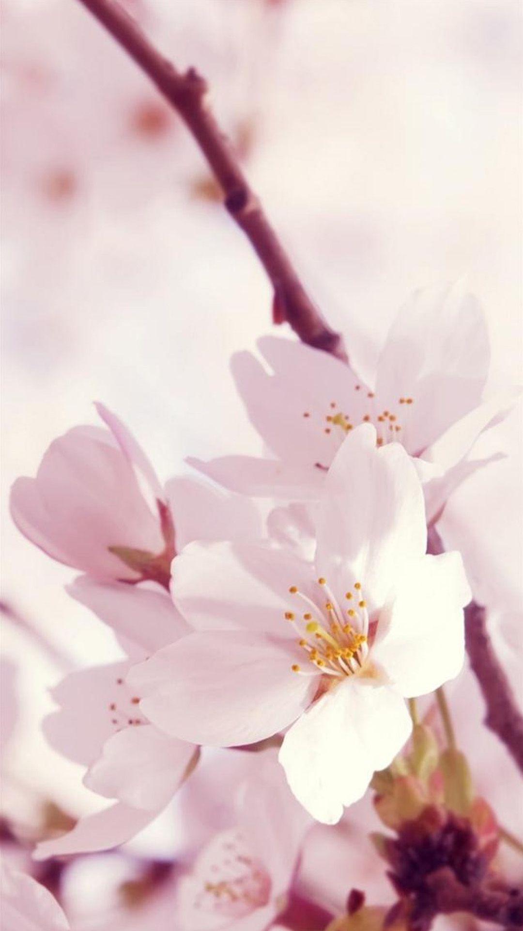 1080x1920 Nature Sunshine Bright Flower Bunch iPhone 8 Wallpaper. Best