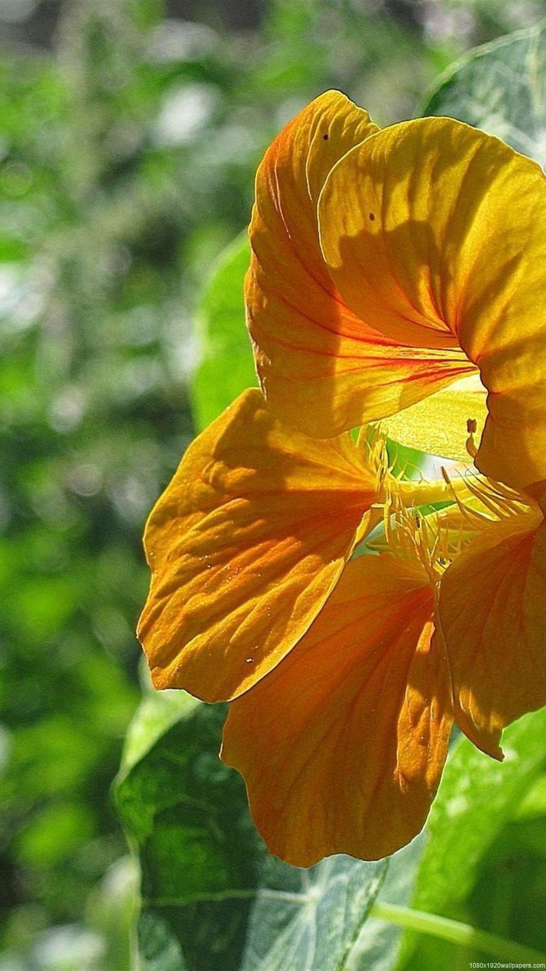 1080x1920 Flowers Sun Garden Green Bright Wallpaper HD