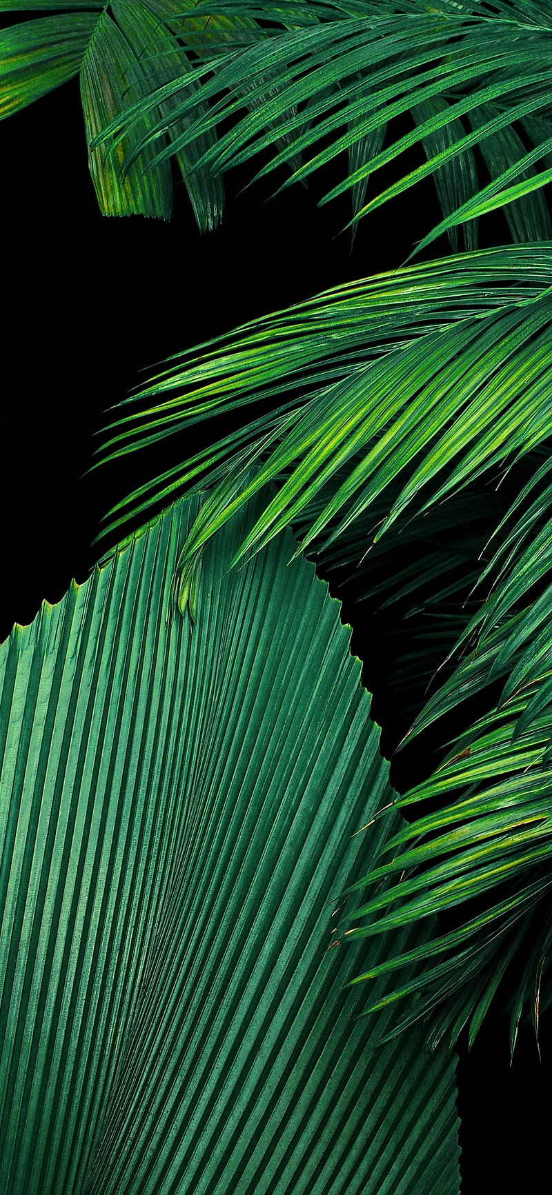800x1733 HD oppo f15 wallpaper