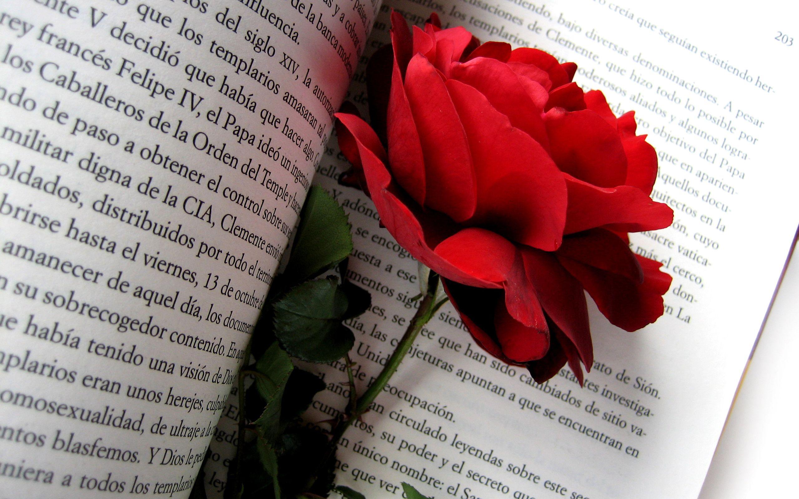 2560x1600 Red Rose Flowers In Book Wallpaper