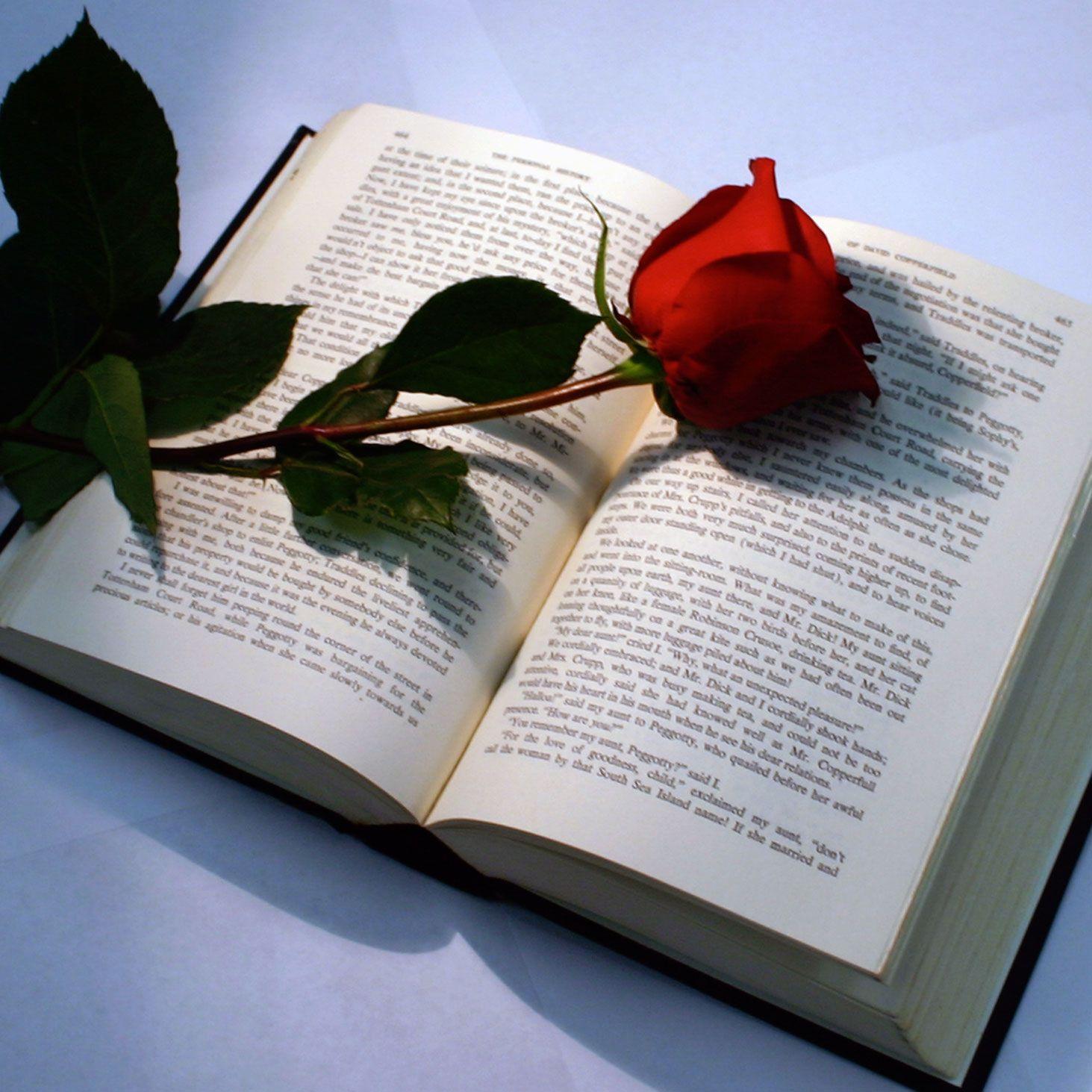 1463x1463 Beautiful red rose. Photo d art, Fond d'écran iphone, Image amour