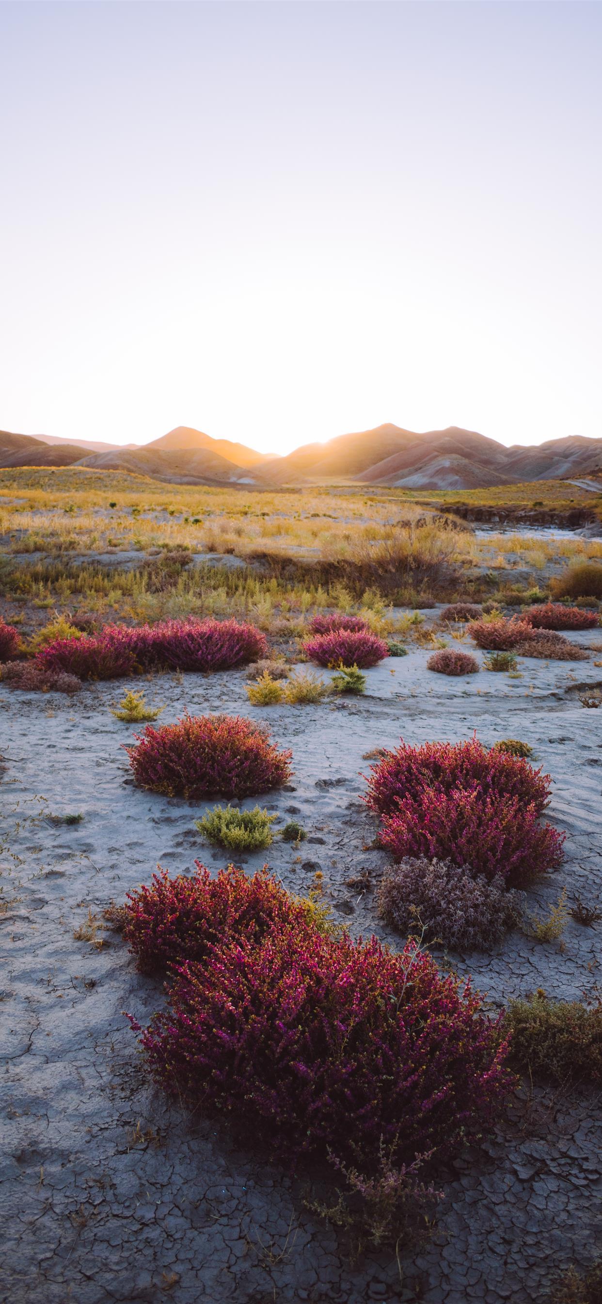 1242x2688 wild iPhone Wallpaper Free Download