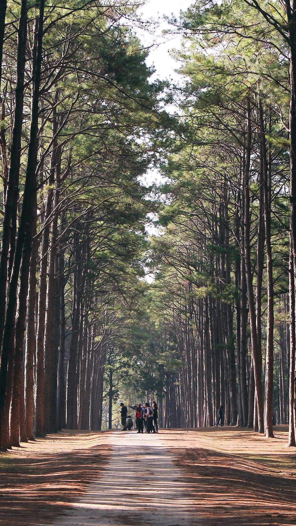 1242x2208 Wood Wild Road Healing Nature