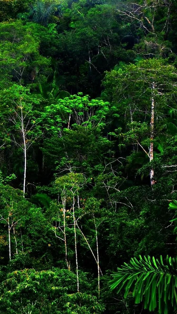 750x1334 Free download iphone 6 HD wood thickets green wild iphone 6