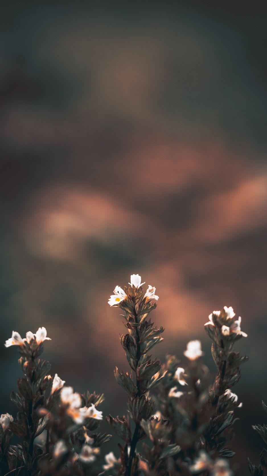 938x1668 Wild Flower Wallpaper
