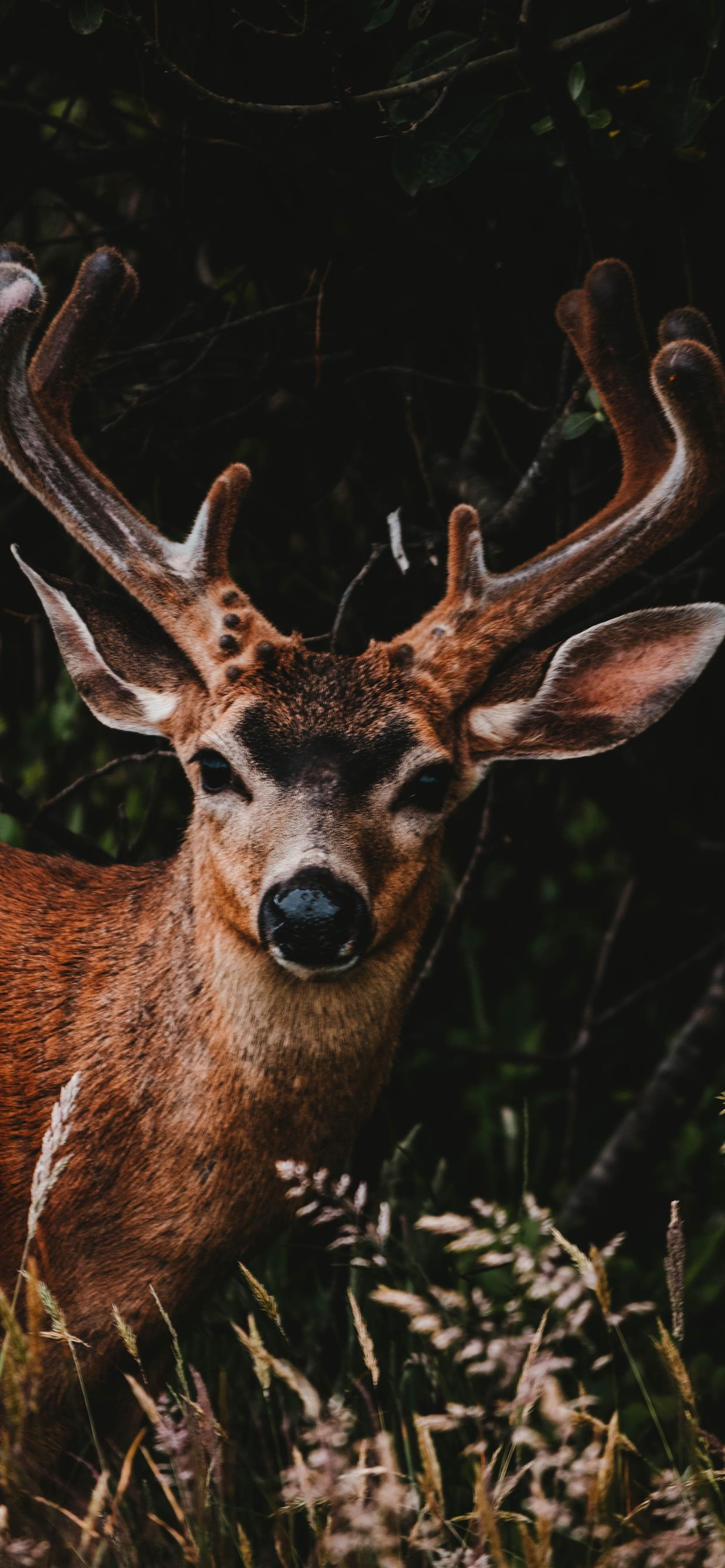 1242x2688 Into the Wild iPhone Wallpaper Free Download