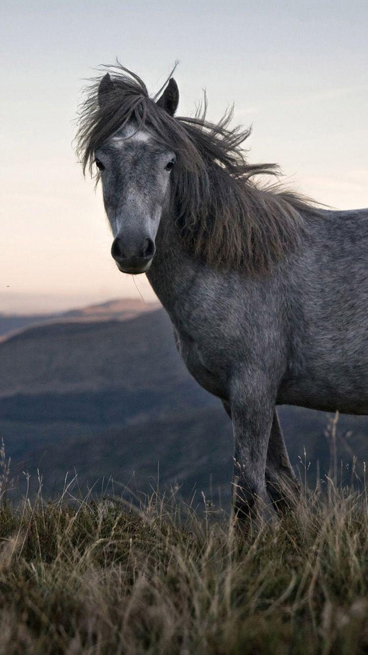 750x1334 Free download Beautiful Wild Horse iPhone 6 Wallpaper HD