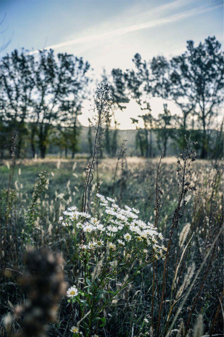 757x1136 Field of Daisies and wild flowers, 45 flower iphone wallpaper ideas