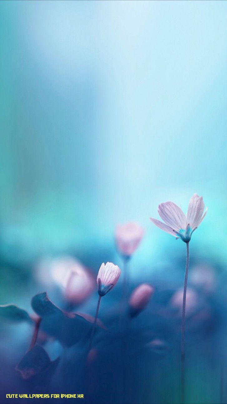 iPhone Flowers Wallpapers Top Free iPhone Flowers Backgrounds
