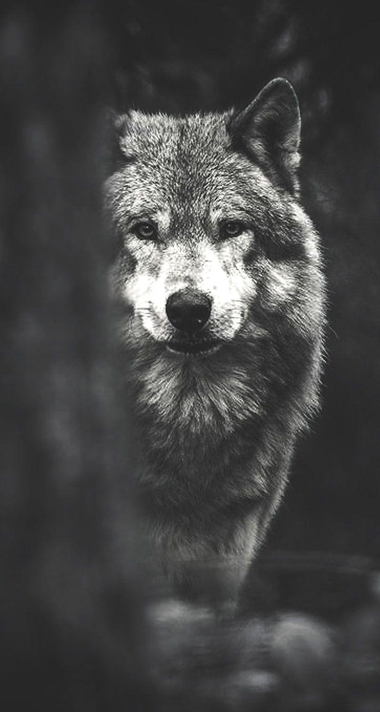 744x1392 The iPhone Wallpaper Wolf