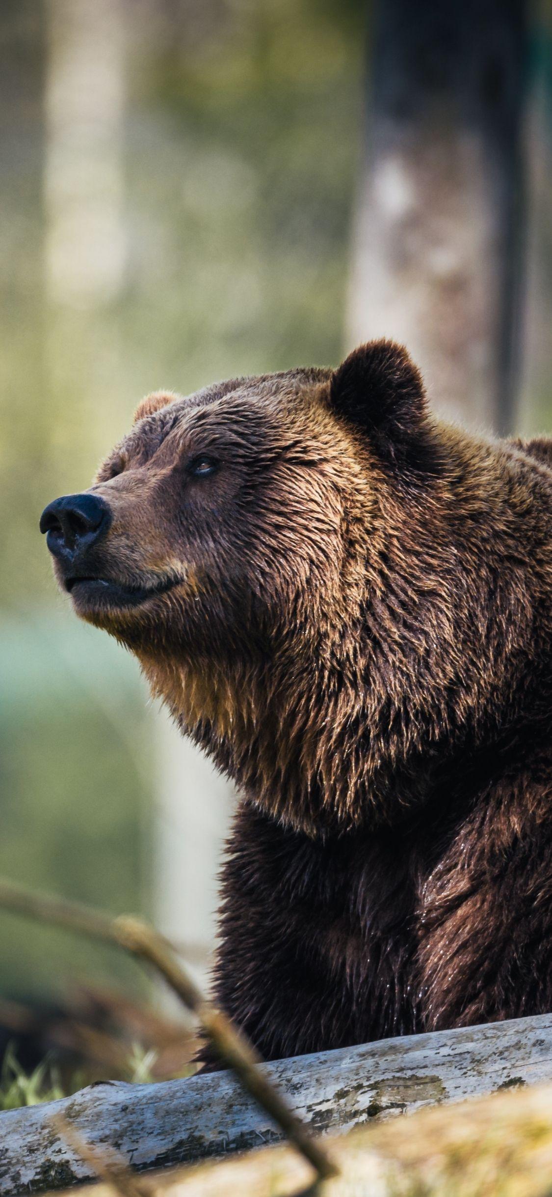 1125x2436 Download 1125x2436 wallpaper predator, wildlife, bear, furry