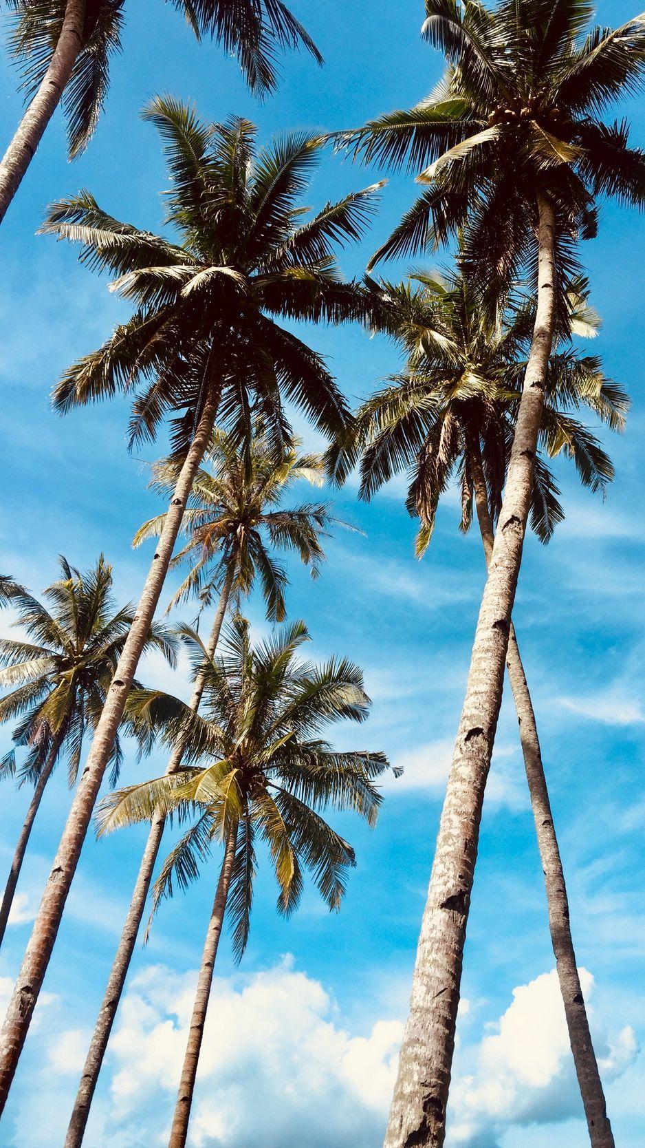 938x1668 Download wallpaper 938x1668 palm trees, sky, tropics, trees iphone