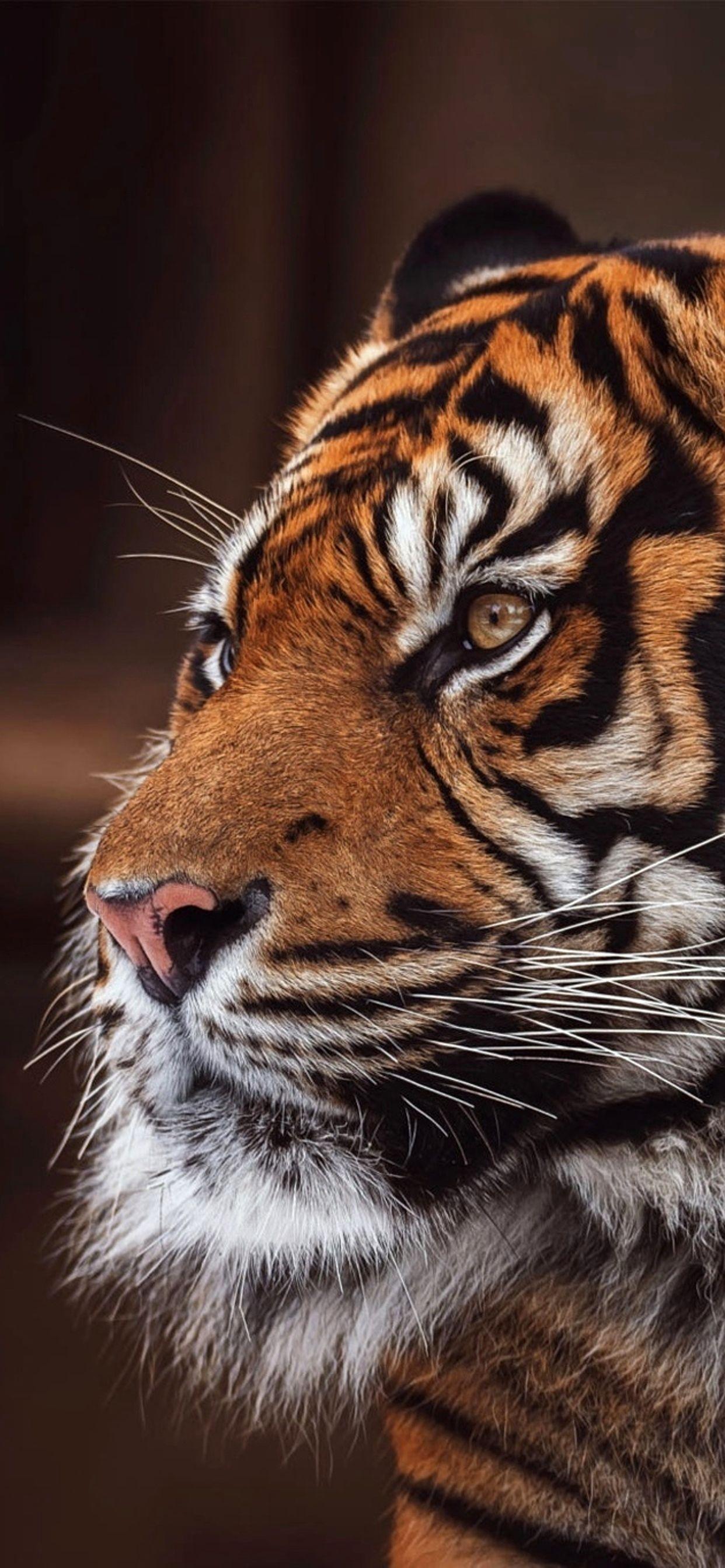 1242x2688 Tiger Wallpaper 4K iPhone Gallery