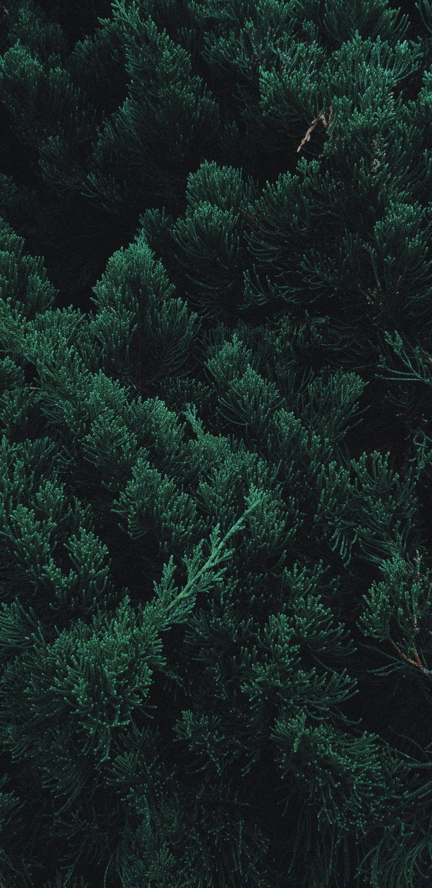 1440x2960 Snowy Pine Trees iPhone Wallpaper
